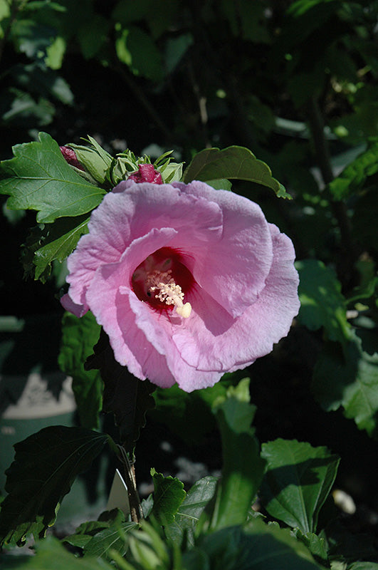 Minerva Rose of Sharon