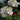 Geranium Zonal Dynamo White