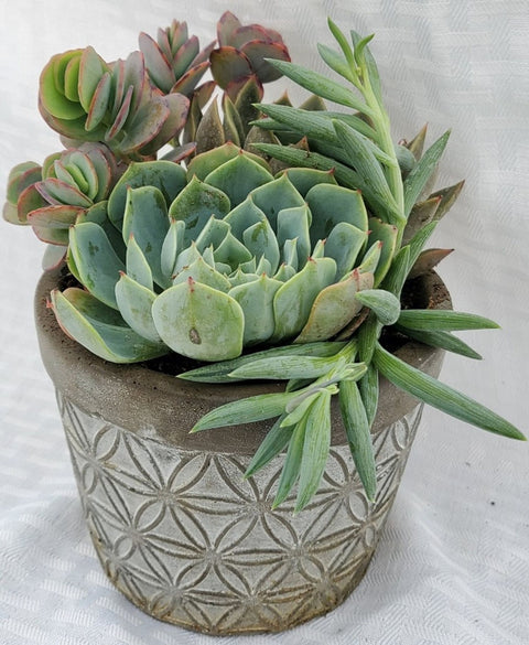 Florence Deco Planter With Succulents - 5 Inch
