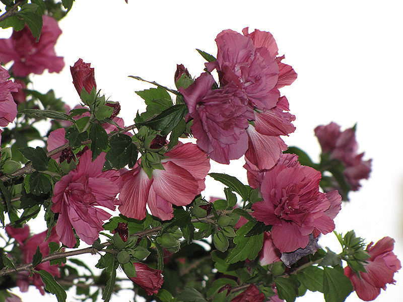 Collie Mullins Rose Of Sharon - Thumbnail 2