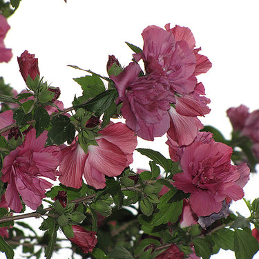 Collie Mullins Rose Of Sharon