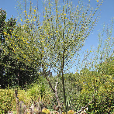 Desert Museum Palo Verde
