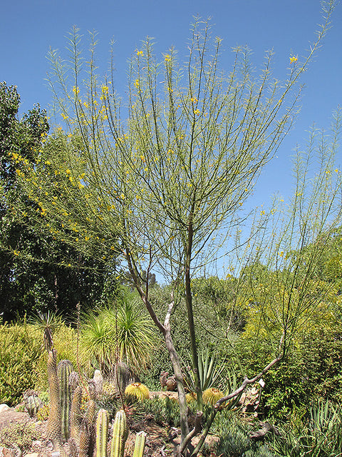 Desert Museum Palo Verde