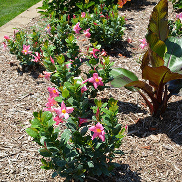 Sundenia® Coral Mandevilla