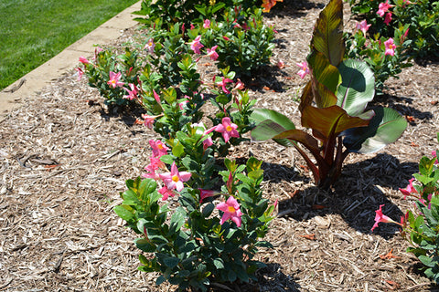 Sundenia® Coral Mandevilla