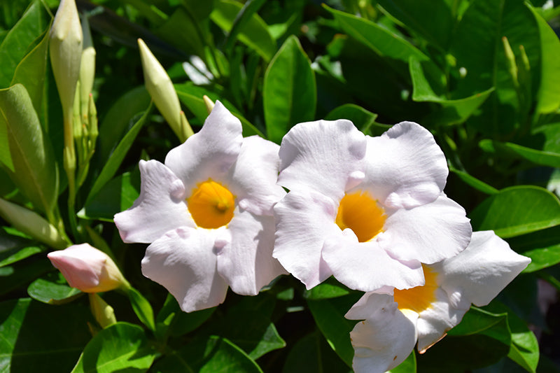 Sundenia White Mandevilla