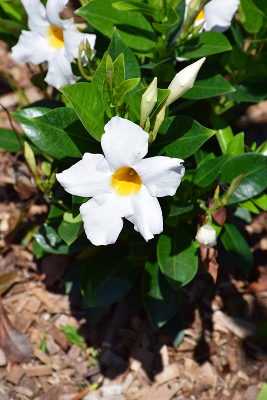 Sundenia White Mandevilla - Thumbnail 2