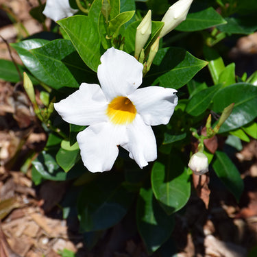 Sundenia® White Mandevilla