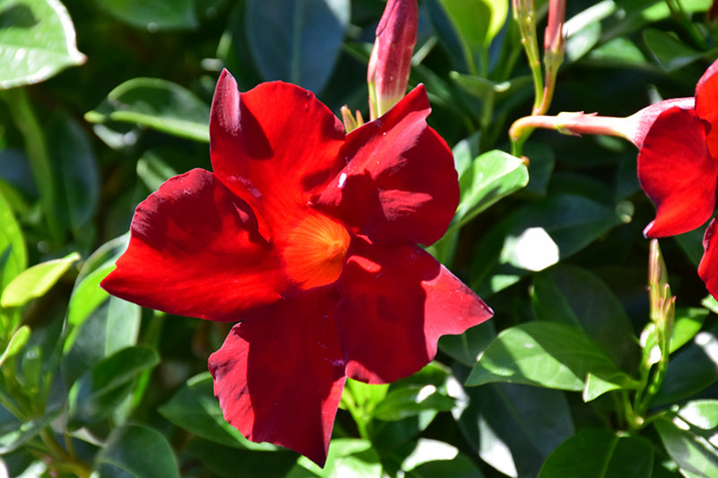 Sundenia Red Mandevilla - Thumbnail 2