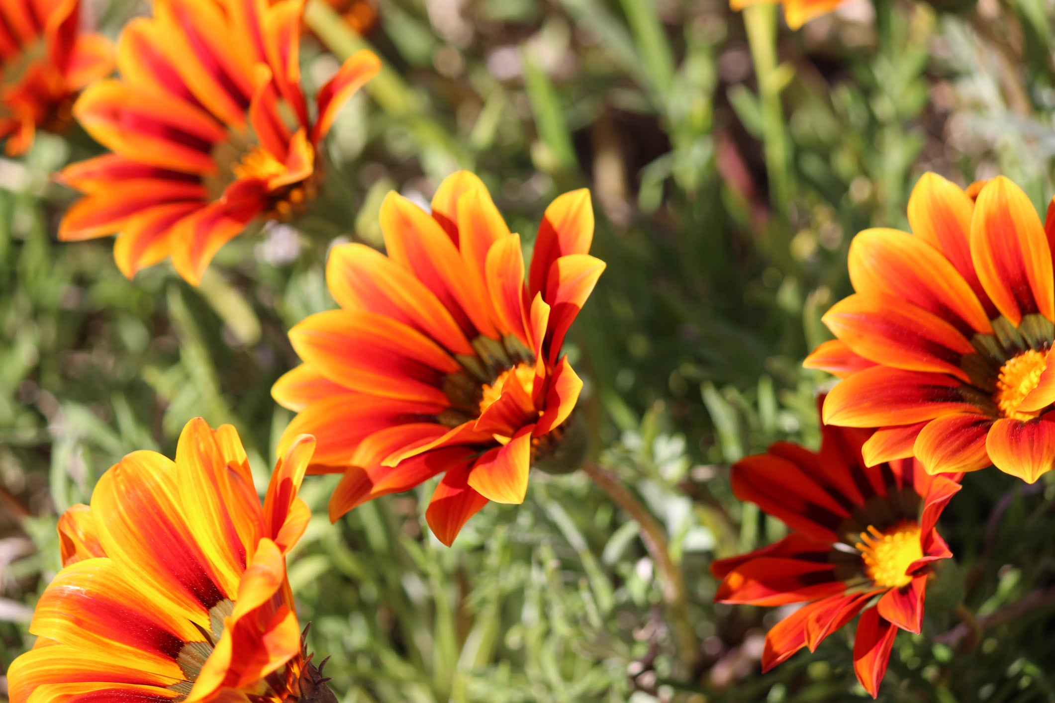 Gazania Fiesta Red