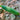 Cucumber Peticue