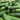 Cucumber Persian No Peel