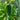 Cucumber Bushy