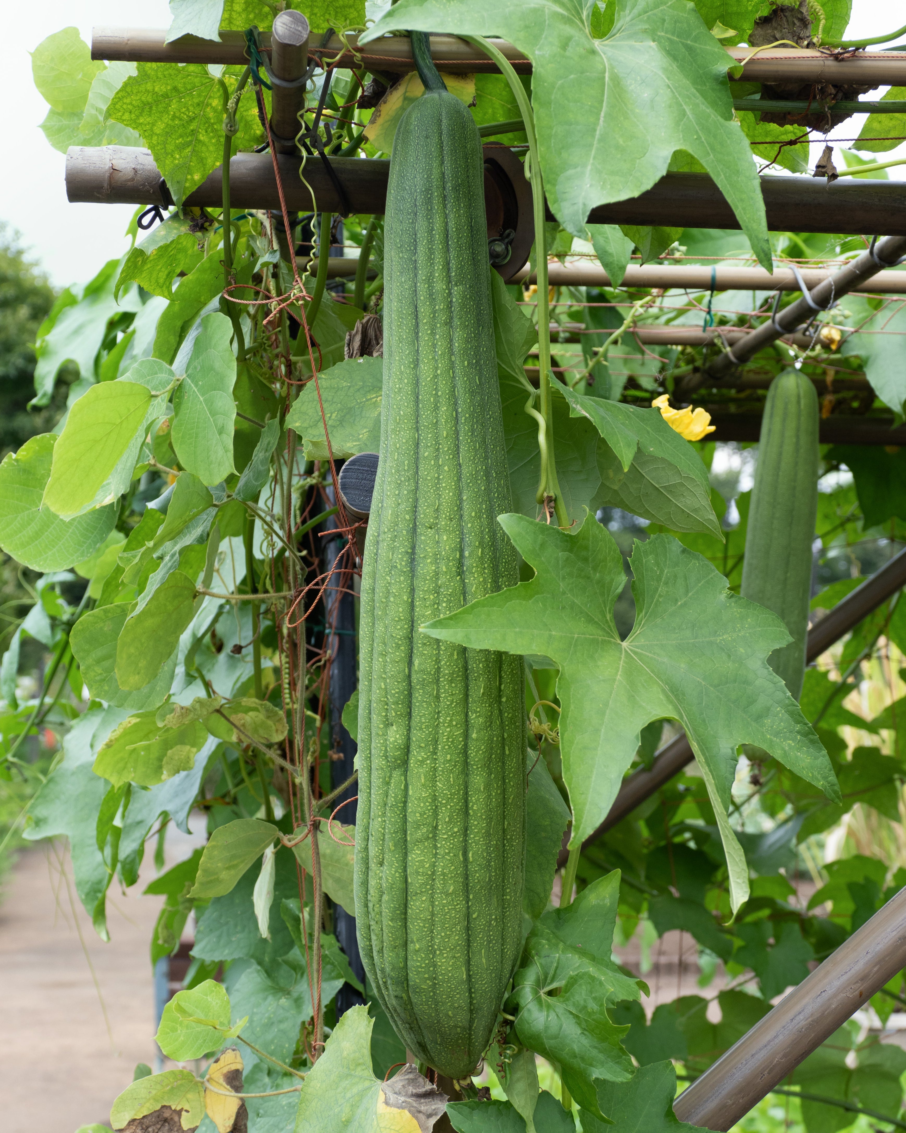 Luffa Aegyptiaca - Sponge Gourd on Stake