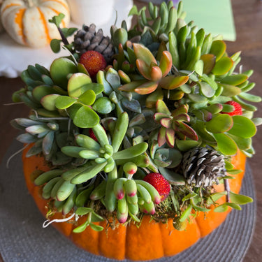 (Pre-Registration) Make & Take Workshop: Succulent Pumpkins