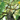 Digital Tree Top Tranquility eGift Card