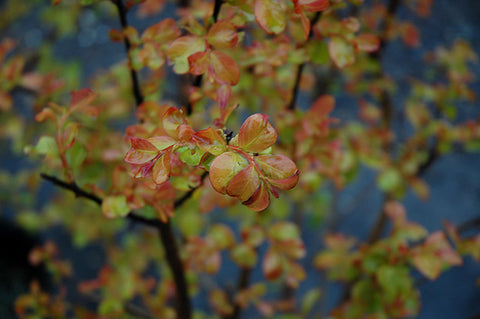 Catawba Crapemyrtle