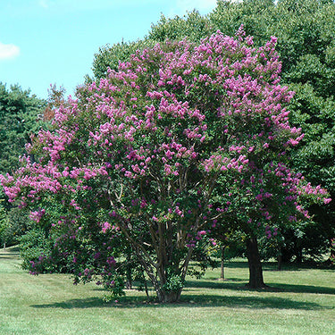 Catawba Crapemyrtle