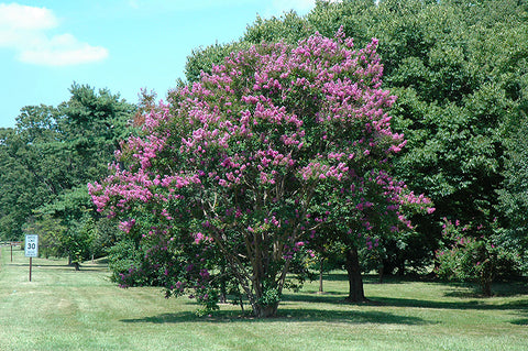 Catawba Crapemyrtle