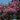 Catawba Crapemyrtle