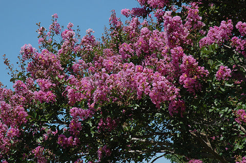 Catawba Crapemyrtle