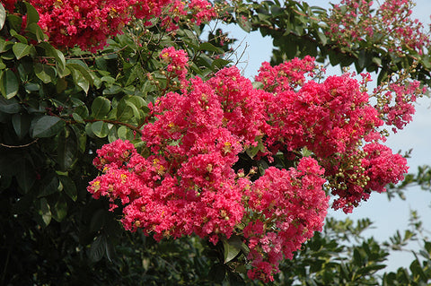 Tuscarora Crapemyrtle