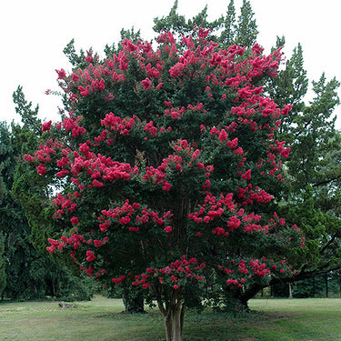 Tuscarora Crapemyrtle