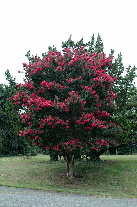 Tuscarora Crapemyrtle