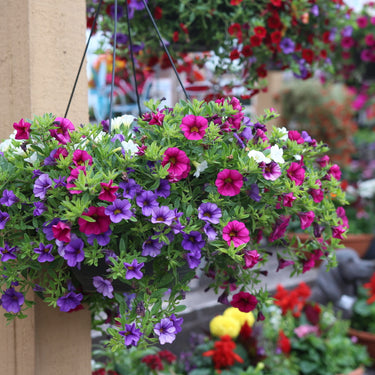 Seasonal Combination Hanging Basket - 12 inch
