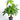 Money Tree