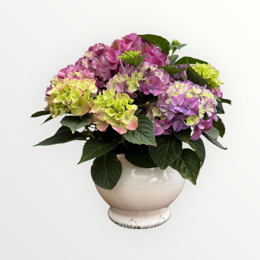 Tureen with Purple Tabletensia Hydrangea