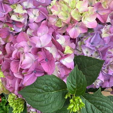 Tureen with Purple Tabletensia Hydrangea