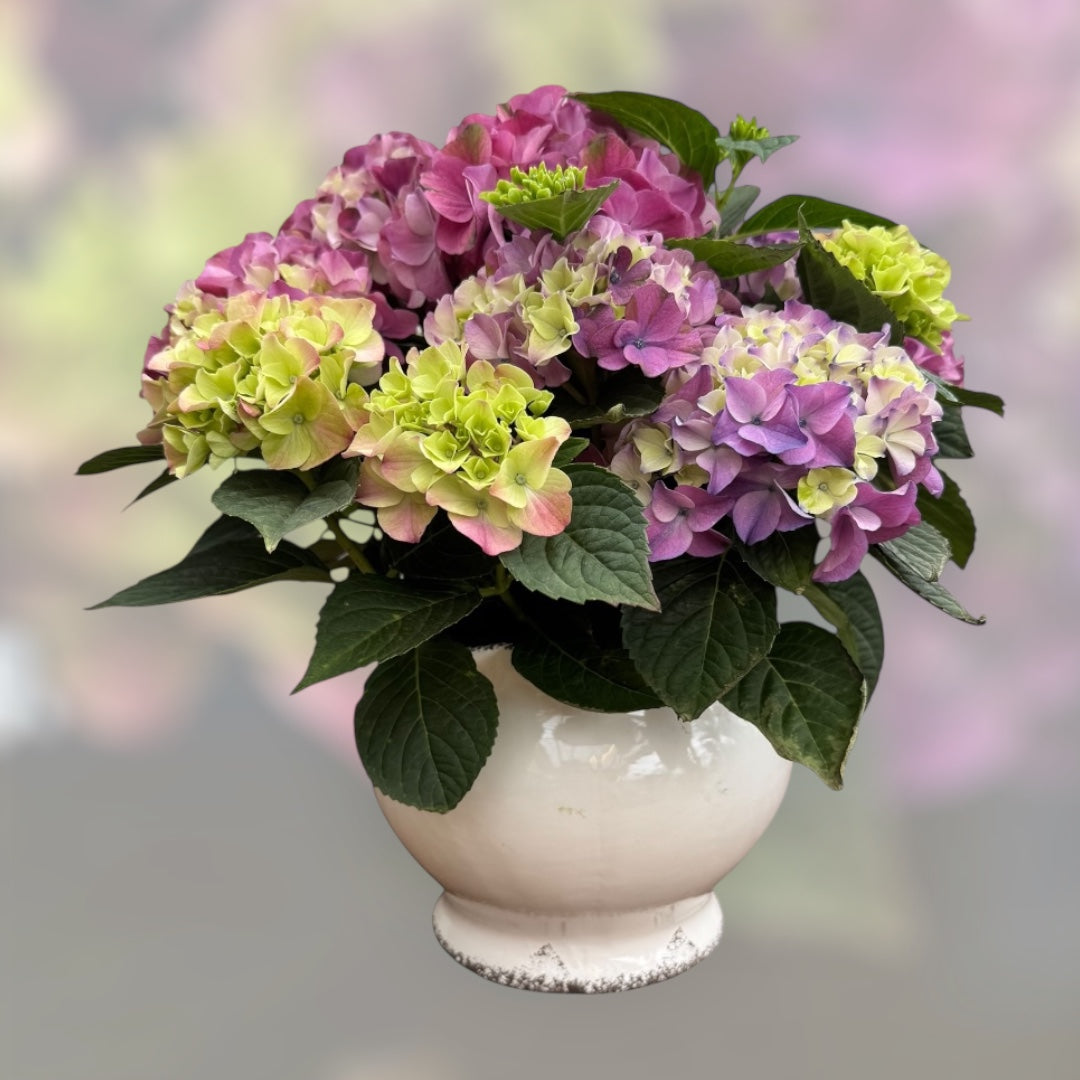 Tureen with Purple Tabletensia Hydrangea - Thumbnail 2