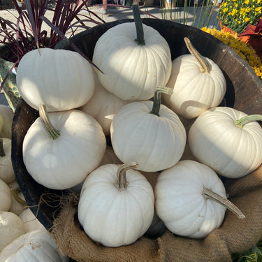 White Pie Pumpkin