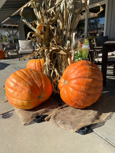 Orange Big Mac Pumpkin