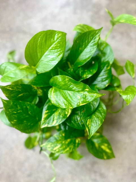 Pothos Bundle with Self-Watering Pot and Soil