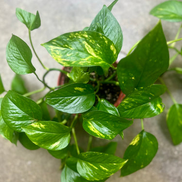 Pothos - 6 inch