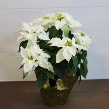 Poinsettia Princettia Pure  White
