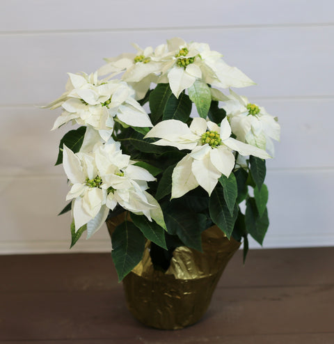 Poinsettia Princettia Pure  White