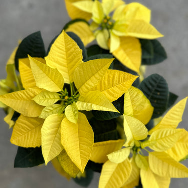 Poinsettia Golden Glo