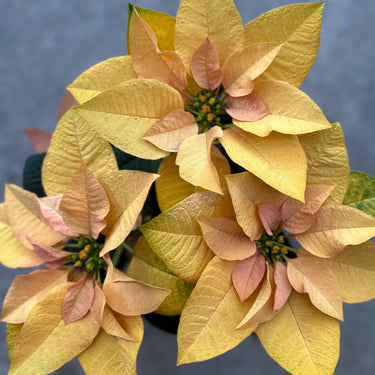 Poinsettia Autumn Leaves
