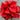 Poinsettia Orange Glo
