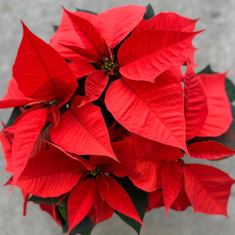 Poinsettia Norwin Orange