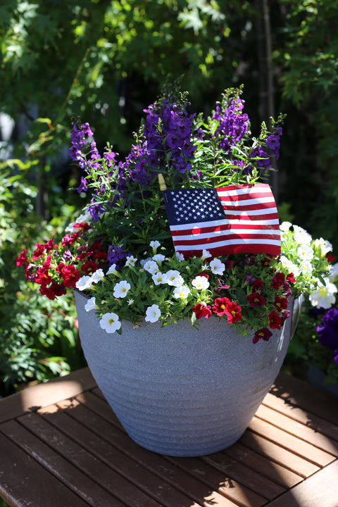 Angelonia & Calibrachoa Patriotic Combo Planter