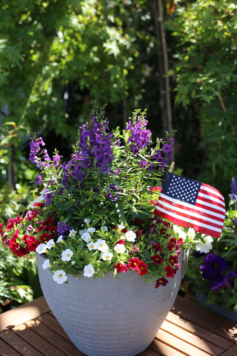 Angelonia & Calibrachoa Patriotic Combo Planter