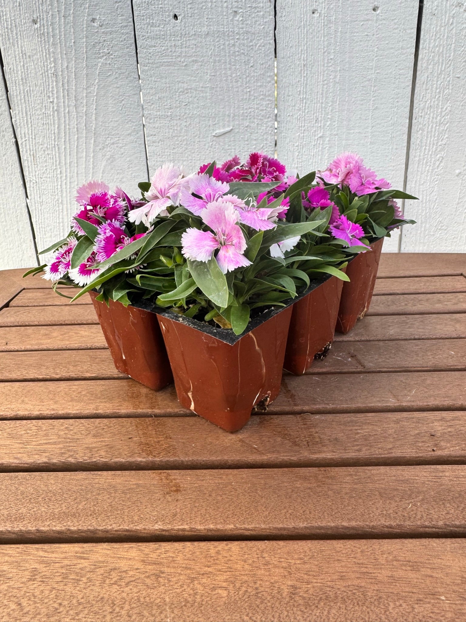 Dianthus 'Diana Crimson Picotee' – Armstrong Garden Centers