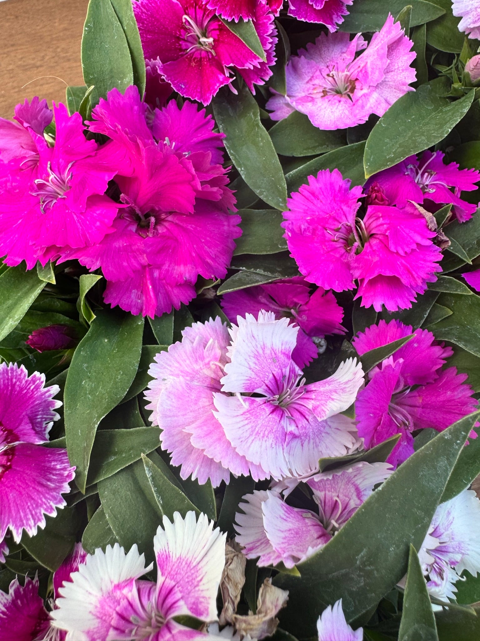 Dianthus 'Diana Crimson Picotee' – Armstrong Garden Centers