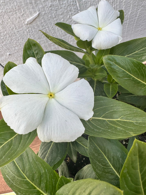 Vinca Cora - Colorpack