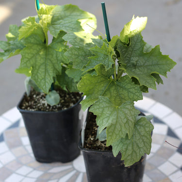 Luffa Aegyptiaca  - Sponge Gourd on Stake