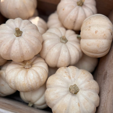 White Casperita Mini Pumpkin
